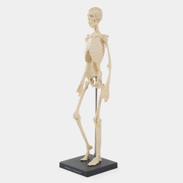 anatomy skeleton