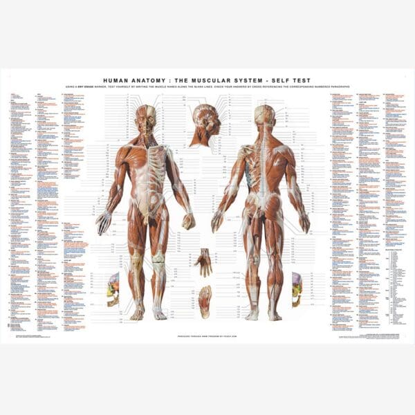 human anatomy poster 02